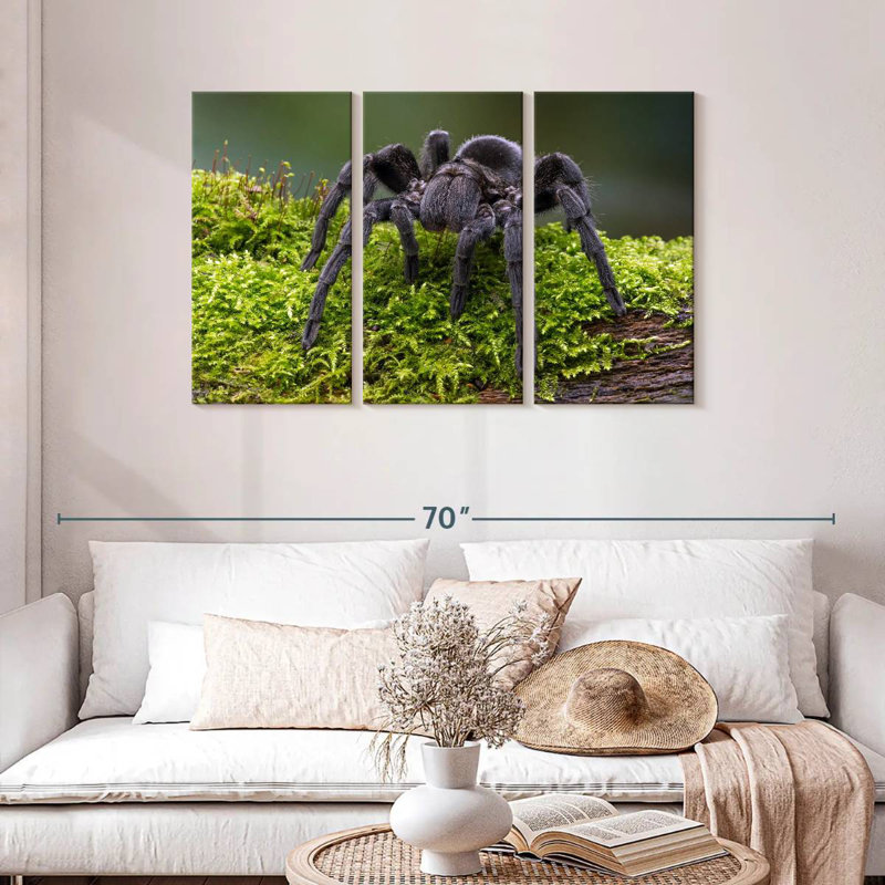 Brazilian Tarantula