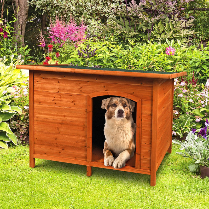 Dog House