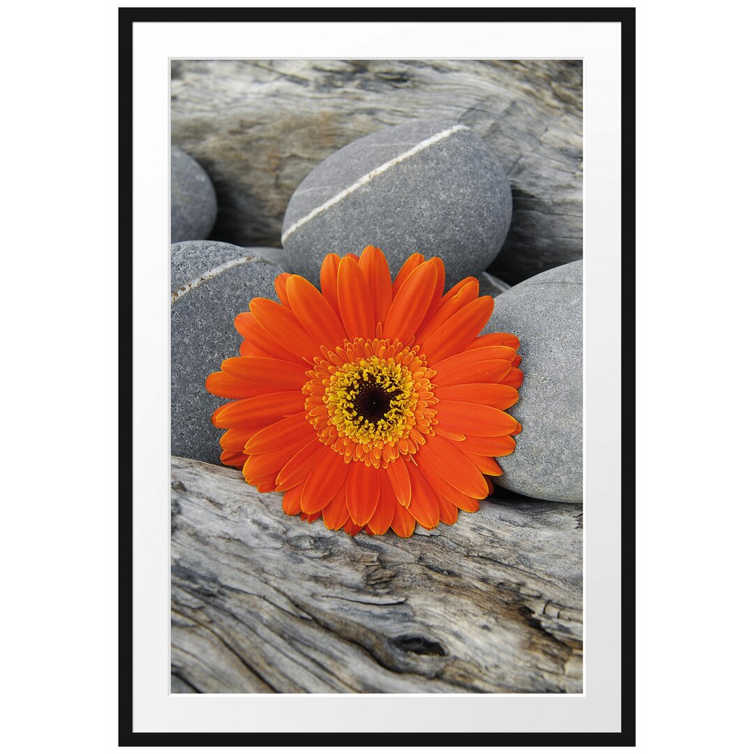 Gerahmtes Poster Gerbera zwischen Zen Steinen