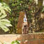 Cage à oiseaux 12 po x 4 po x 5 po Grote Patic Garden