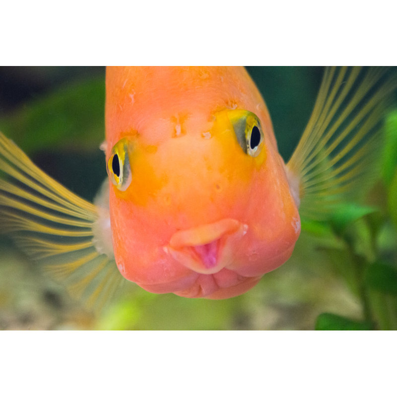 Parrot fish, 20cm H x 30cm W