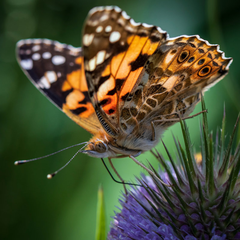 Tanaka Butterfly - Wrapped Canvas Print, 30cm H x 30cm W x 3.8cm D
