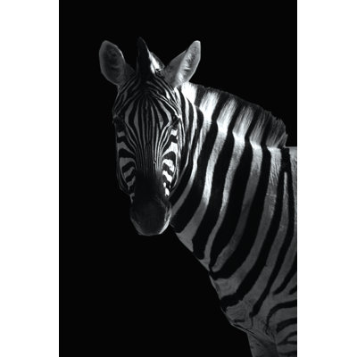 High Contrast Zebra Photo - Wrapped Canvas Print