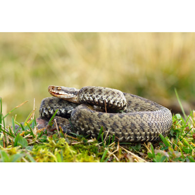 Common Viper Basking On Meadow by Taviphoto - Wrapped Canvas Print