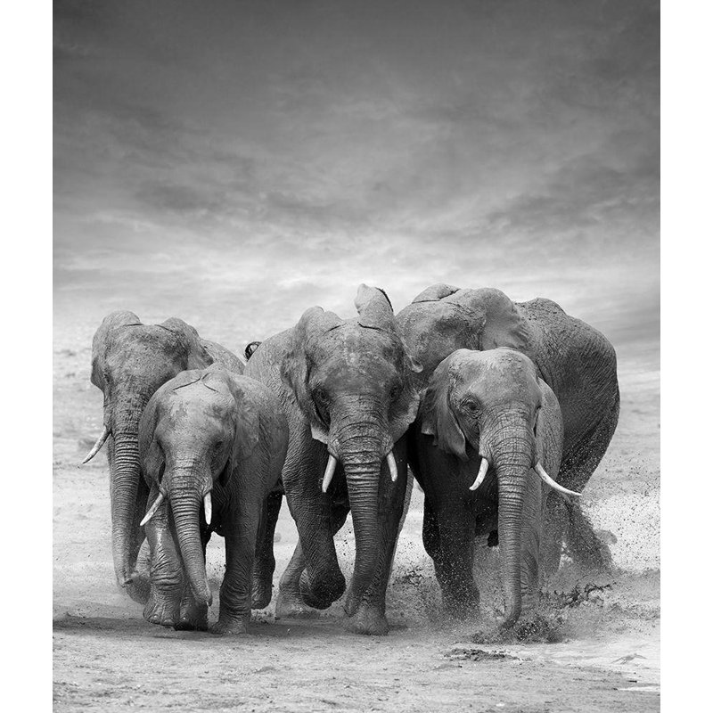 Toile tendue avec châssis Union Rustic Byrdyak, V., titrée: Elephant Herd, H 23 po x l 20 po