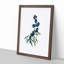 Wolfsbane Flowers Illustration - Picture Frame Painting Print-55613091-55613092