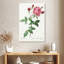 Provence Rose Rosa Indica de Les Roses-108360831