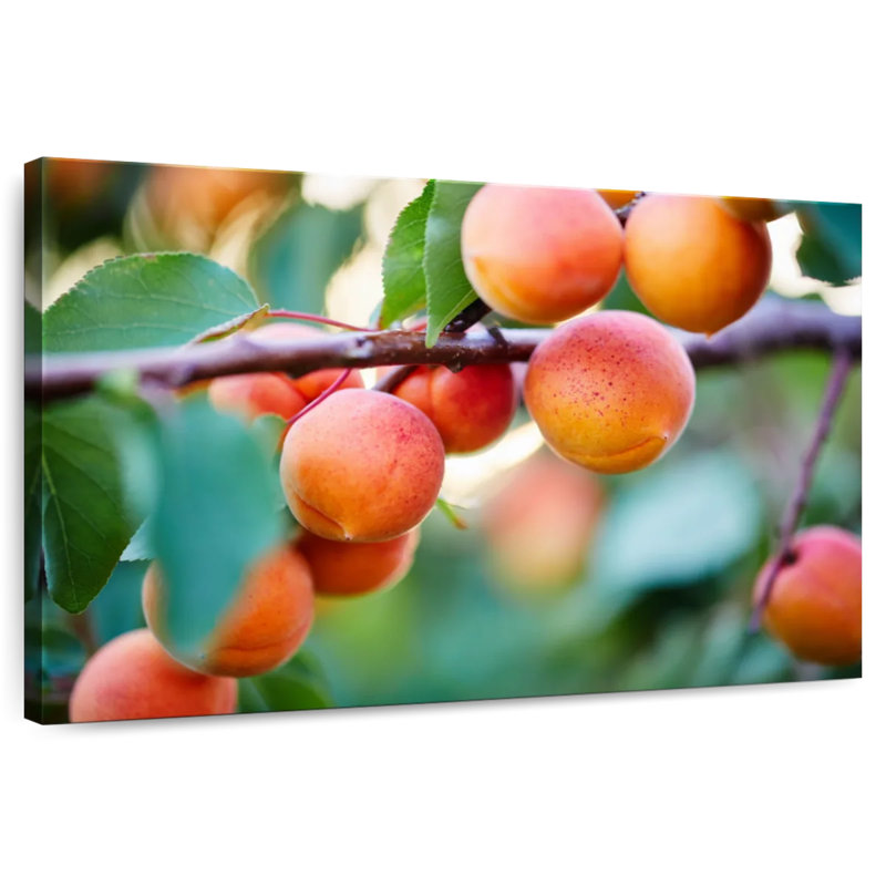 Yarlin Apricots For Harvest, 16" H x 24" W