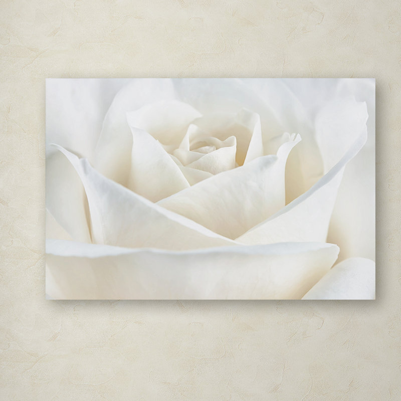 «Pure White Rose», reproduction de photo encadrée, H 12 po x l 19 po x P 2 po, Toile tendue, Pas de tapis