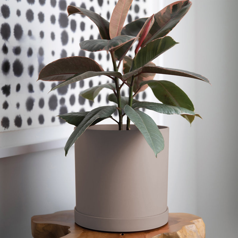 Modern Plastic Indoor/Outdoor Round Planter with Saucer, Brown, 11.64" H x 13.08" W x 13.08" D