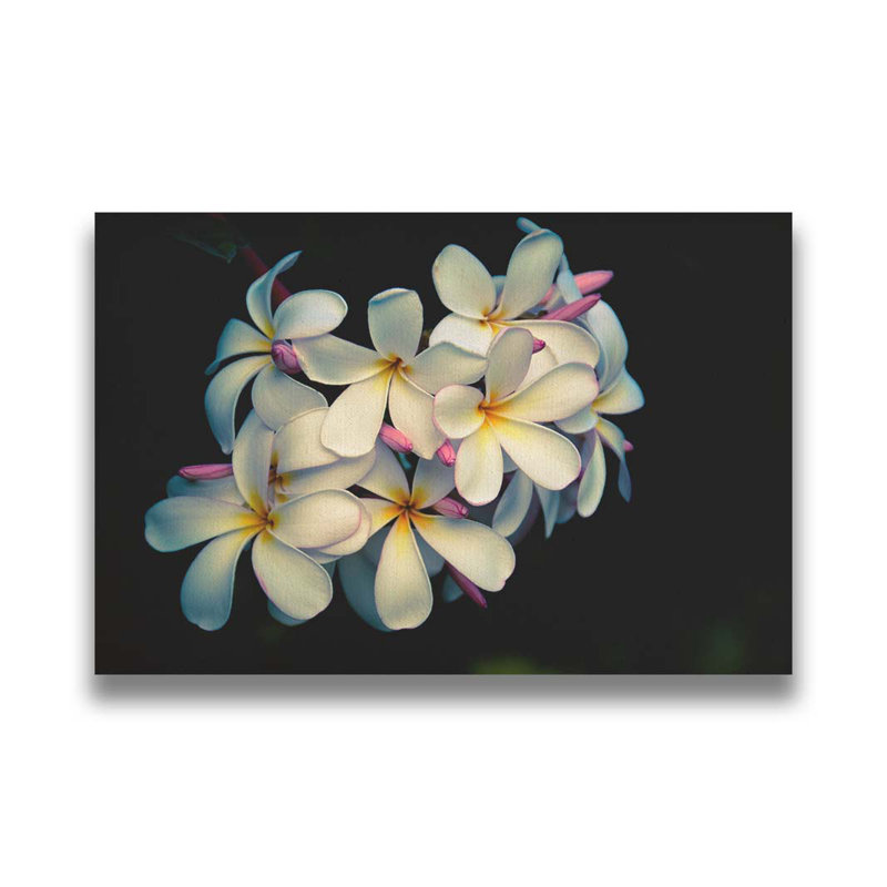 Plumerias par Kelly Wade. Toile giclée sur toile avec cadre flottant, H 30 po x l 45 po, Toile tendue, Ne s’applique pas