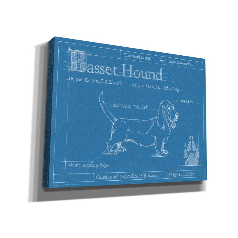 «Blueprint Basset Hound» par Ethan Harper, art mural sur toile, H 26 po x l 34 po x P 1,5 po, Toile tendue