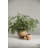 Kastanos Vase Small