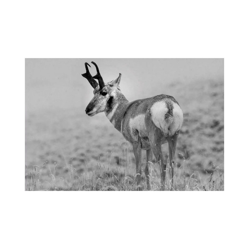 Pronghorn Antelope, Yellowstone National Park, Wyoming - Wrapped Canvas Print, 66.04 cm H x 45.72 cm W x 1.91 cm D