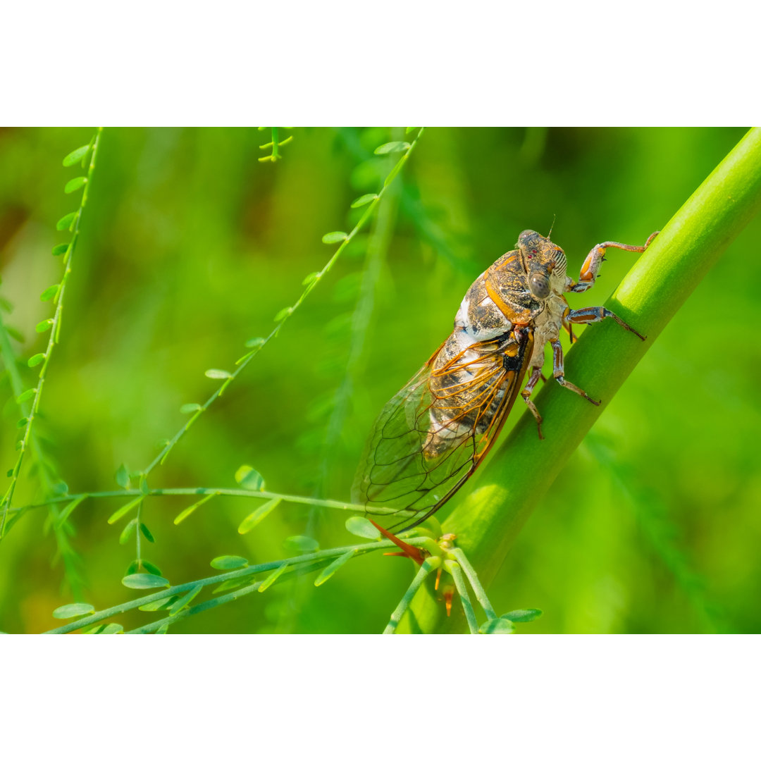 Cicada Sits - Kunstdrucke ohne Rahmen auf Leinwand