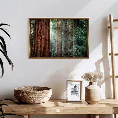 Sunkissed Sequoia Trees