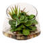 Echeveria & Marginata in Water Arrangement Planter