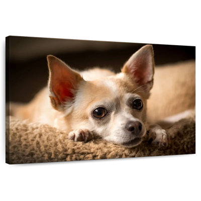 Brampt Resting Chihuahua