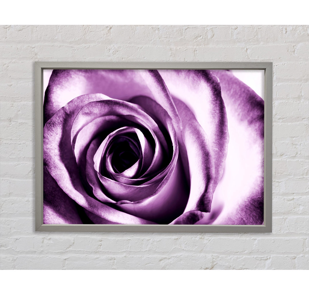 Purple Rose Delight - Einzelner Bilderrahmen Kunstdrucke auf Leinwand