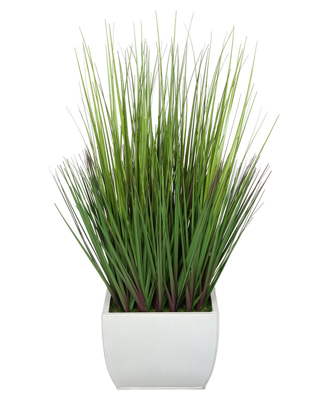 Herbe à feuillage 28 po en pot, Crème
