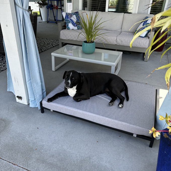 Tucker Murphy Pet™ Elevated Dog Bed – Large Raised Bed with Mattress &  Frame, Modern Style, Durable for Large Dogs - Aerin & Reviews
