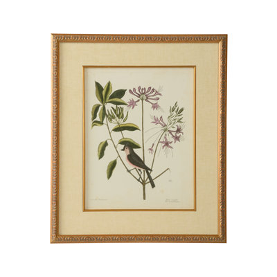 " Catesby Bird And Botanical I "