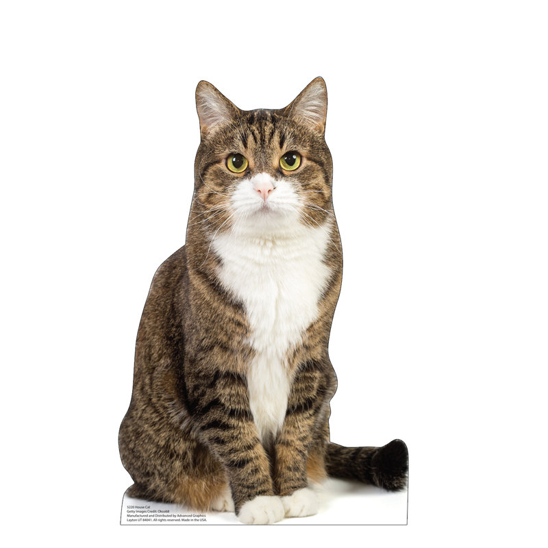 House Cat