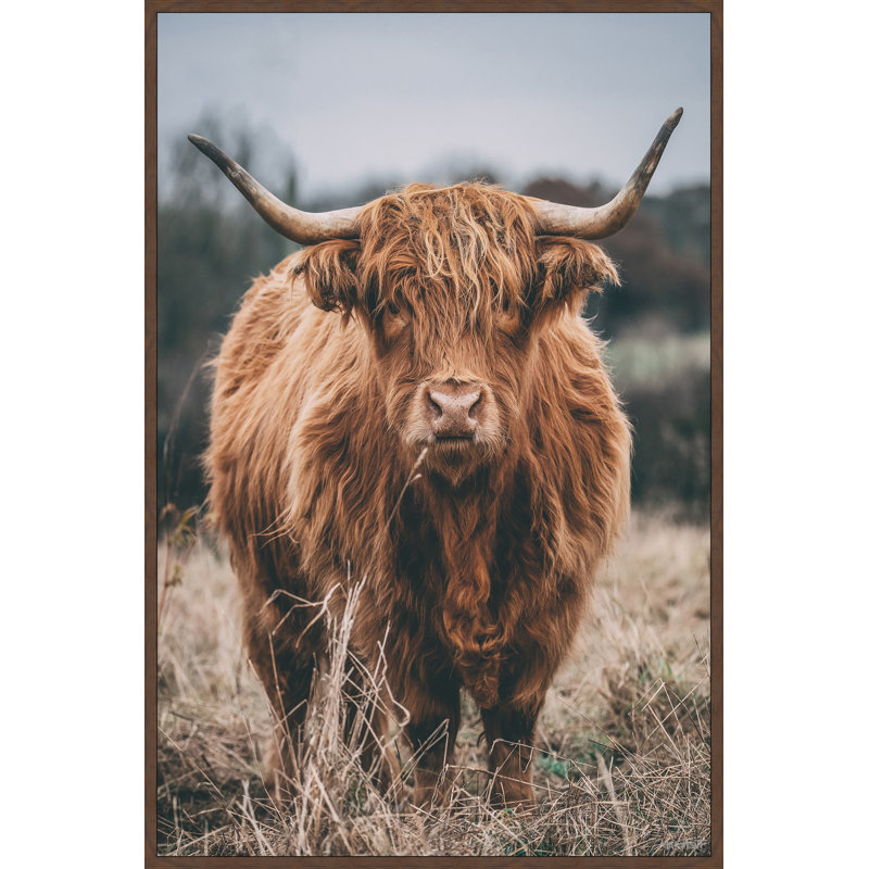 Hairy Coos - Print, Floater Brown Framed Canvas, 45cm H x 45cm W x 3.81cm D