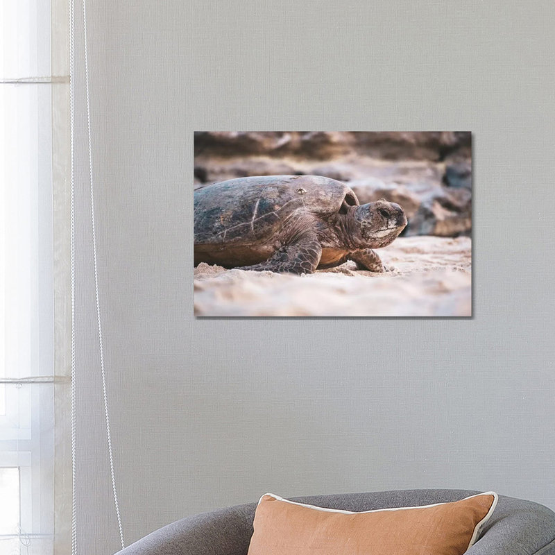 Beach Turtle Nature Close-Up by James Vodicka - Wrapped Canvas Gallery-Wrapped Canvas Giclée, 66.04 cm H x 45.72 cm W