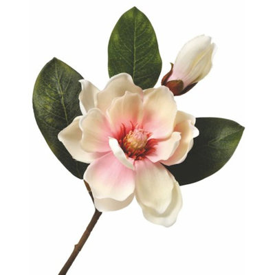 Tiges de magnolia
