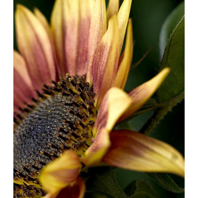 Sunflower Closeup - Photograph Print