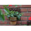 Flowerpot Holder 1 Pot