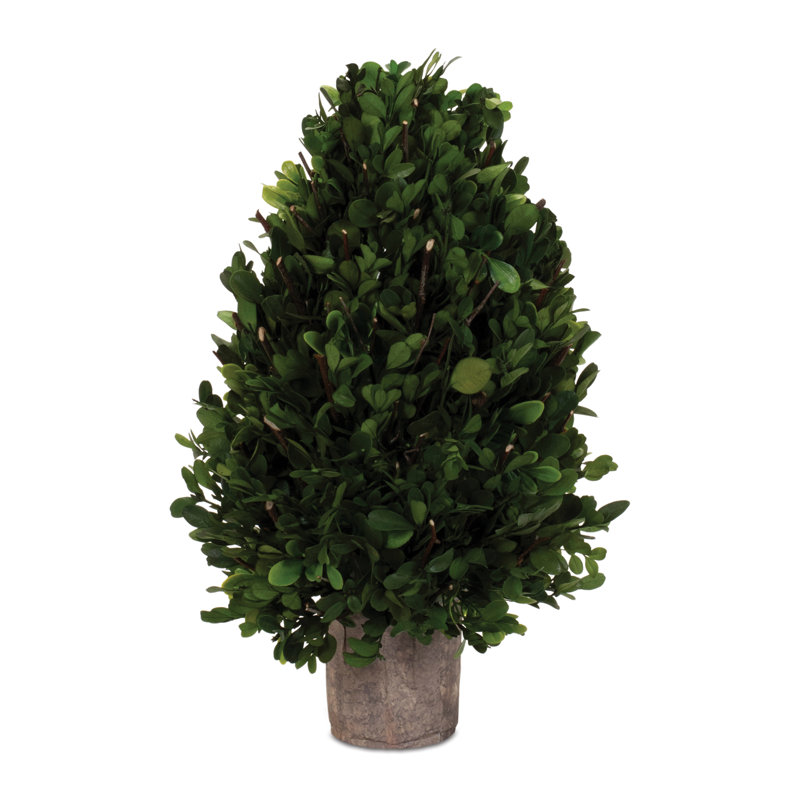 Topiaire de buis naturel H 15,5 po