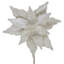 Buissons de poinsettias