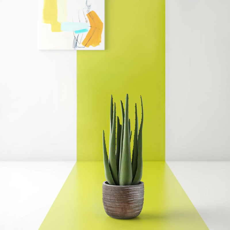 Keomi 47cm Succulent in Ceramic Pot
