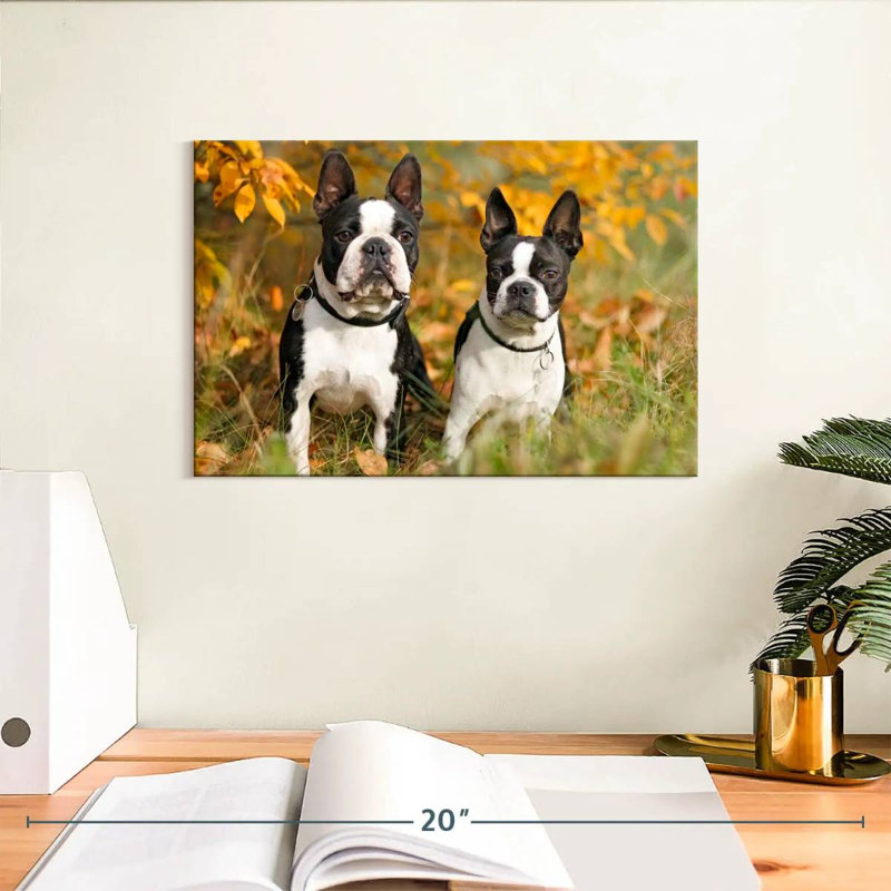 Boston Terrier Couple, H 8 po x l 12 po