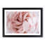 Petals of a Pink Carnation - Picture Frame Graphic Art Print-56704581-56704586