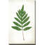 «Chalkboard Fern Green I» par Sue Schlabach - impression-65863635-65863636