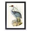 Australian Crane by Elizabeth Gould - Framed Print-55456774-55456779
