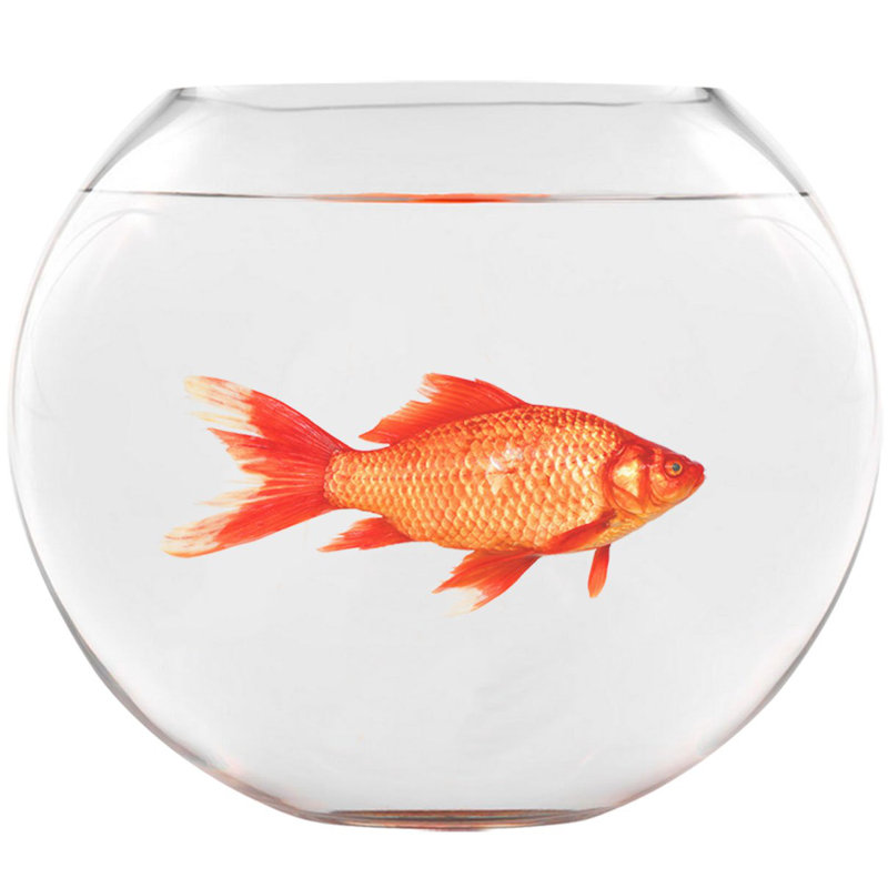 Autocollant mural un poisson rouge bocal Jahn, H 25 po x l 30 po