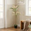 90cm Plant