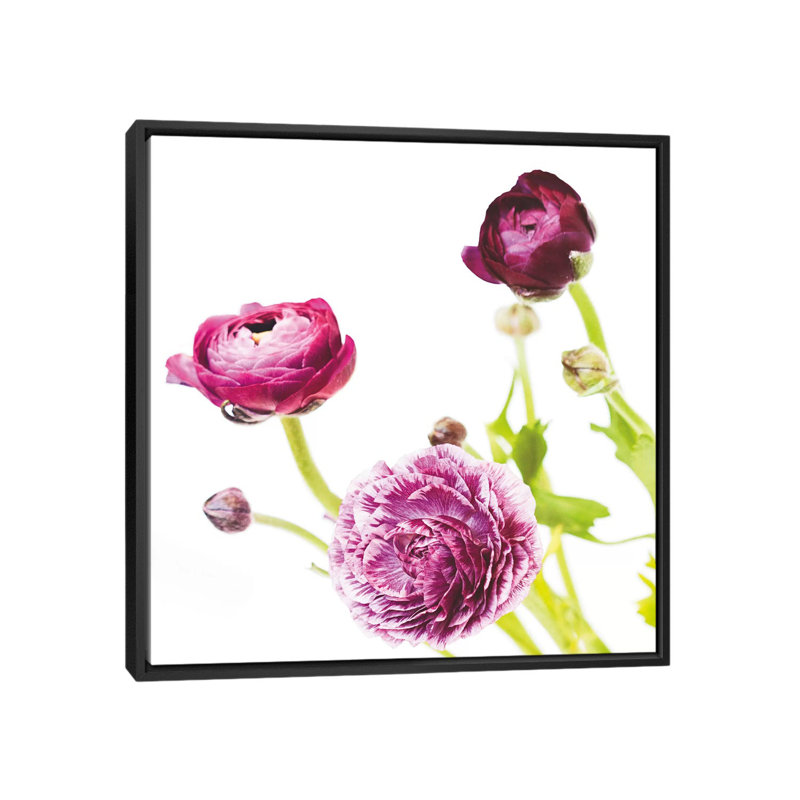 « spring renoncule ii », impression sur toile tendue, H 18 po x l 18 po x P 1,5 po, Toile avec cadre noir, Pas de tapis