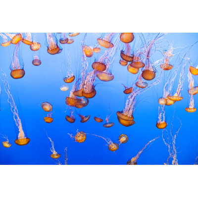 Jellyfish by Adamkaz - Wrapped Canvas Print