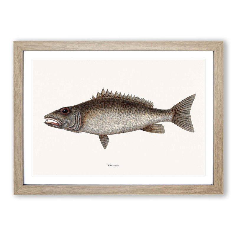 Mangrove Snapper Fish by Mark Catesby - Picture Frame Painting Print, Oak, 40cm H x 60cm W x 2cm D