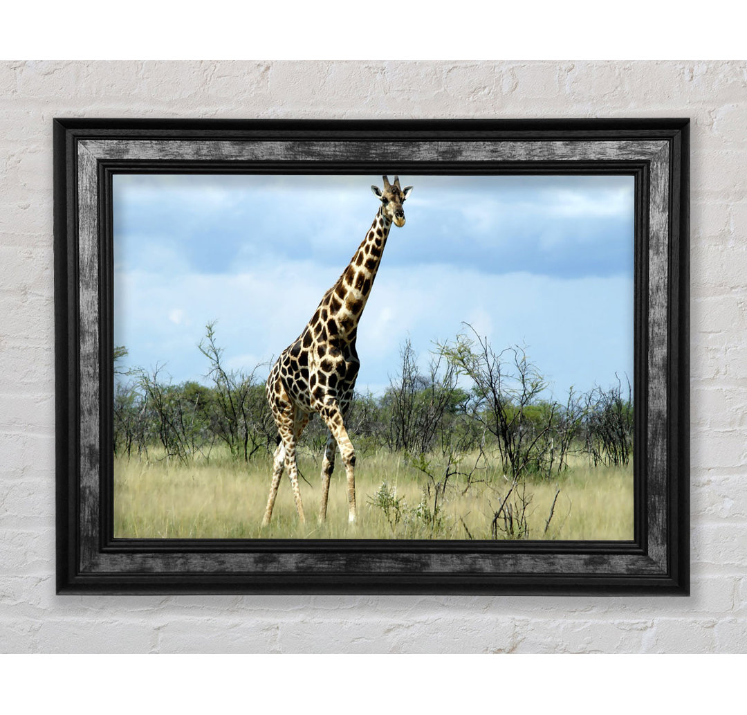 Giraffe in der Wildnis von Namibia - Druck