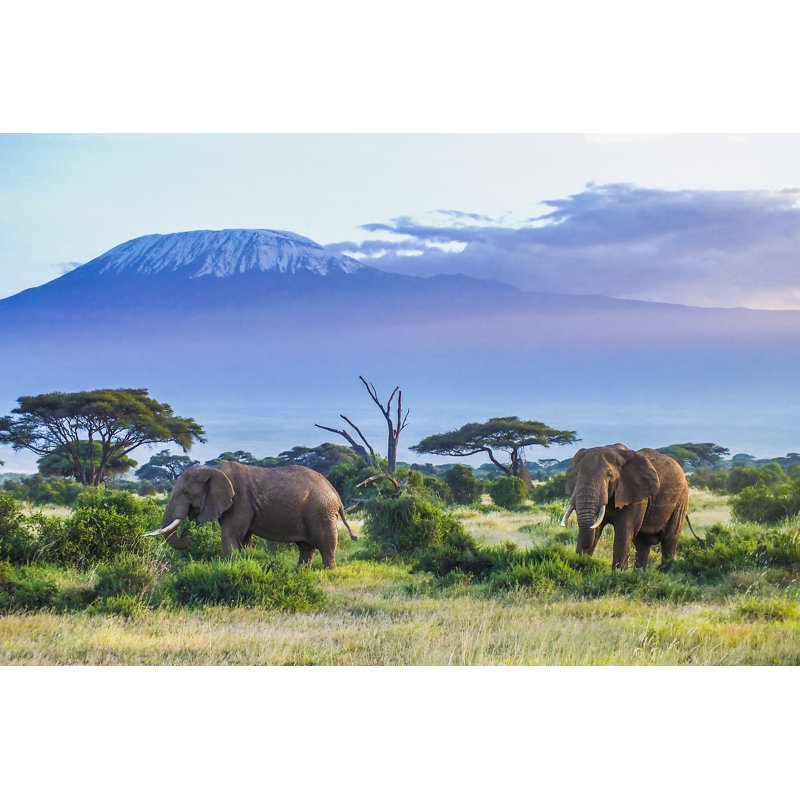 «Nielsine Elephants And Kilimanjaro On Canvas» par Squashedbox, photographie, H 8 po x l 12 po x P 1,25 po