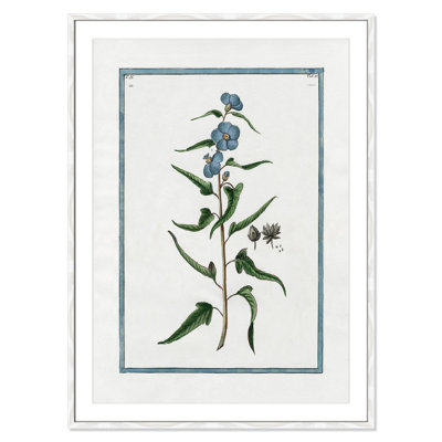 Colombe "Shabby Elegance Botanical I" Print