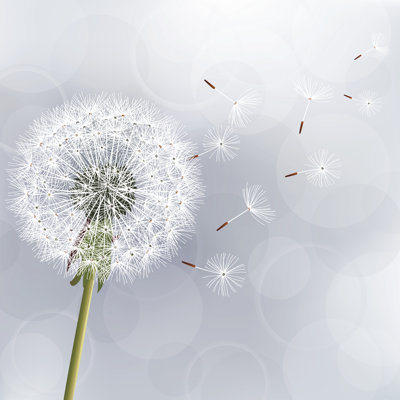 Gotebo Floral Trendy Dandelion by Silvionka - Wrapped Canvas Print