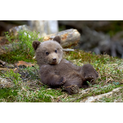 Wild Brown Bear Cub Closeup - Wrapped Canvas Print