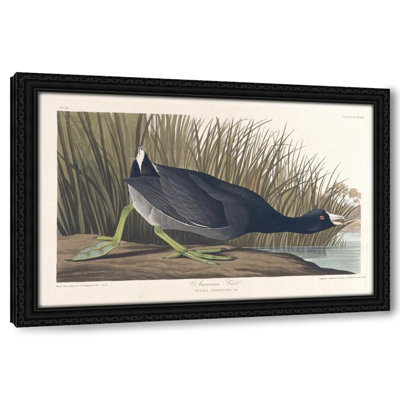 American coot (1827â€“1838)